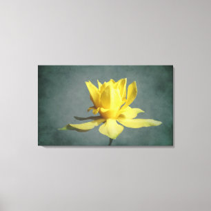 Yellow Spring Narcissus Canvas Print