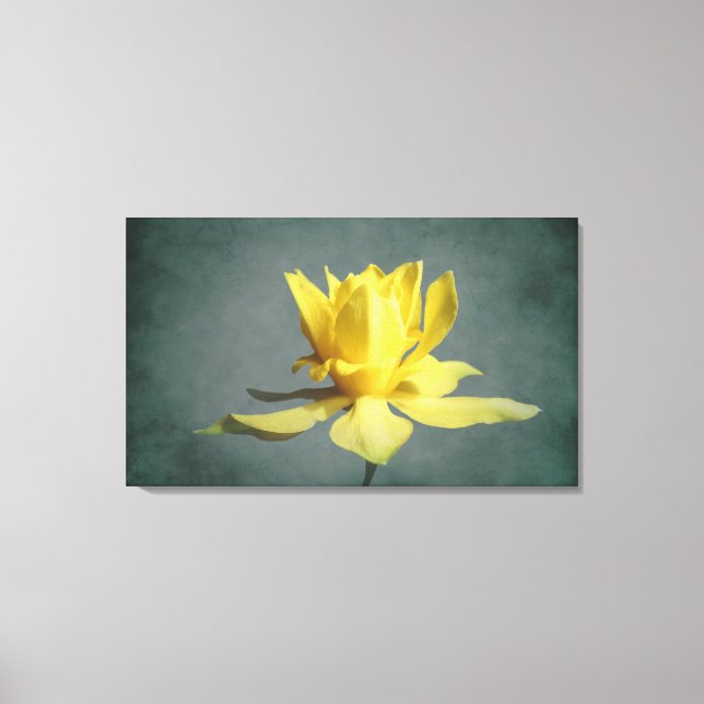 Yellow Spring Narcissus Canvas Print (Front)