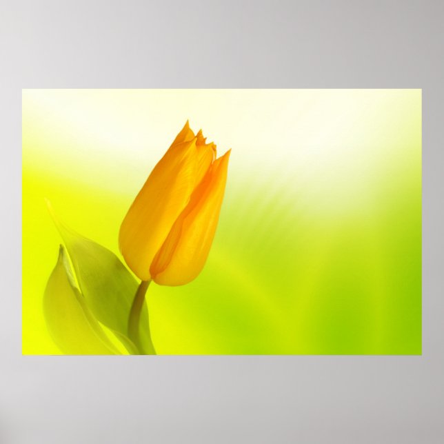 Yellow Spring Queen Poster (Front)