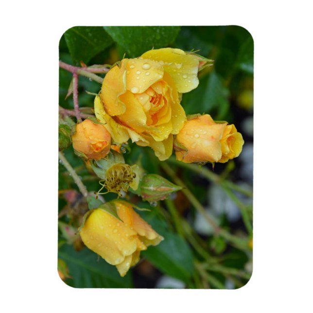 Yellow spring roses floral print magnet (Vertical)