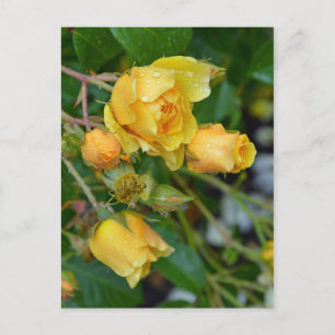 Yellow spring roses floral print postcard