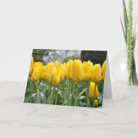 Yellow spring tulips