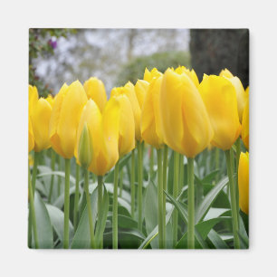 Yellow spring tulips magnet