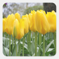 Yellow spring tulips