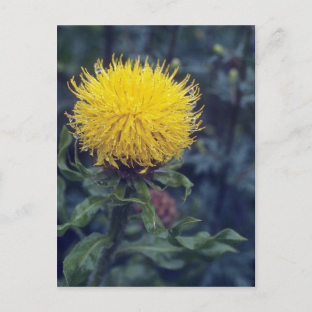 yellow Star Thistle, (Centaurea Macrophala) flower Postcard (Front)