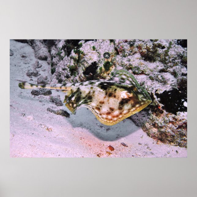 Yellow Stingray on the Go Poster (Front)
