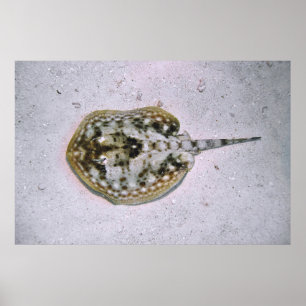Yellow Stingray Poster
