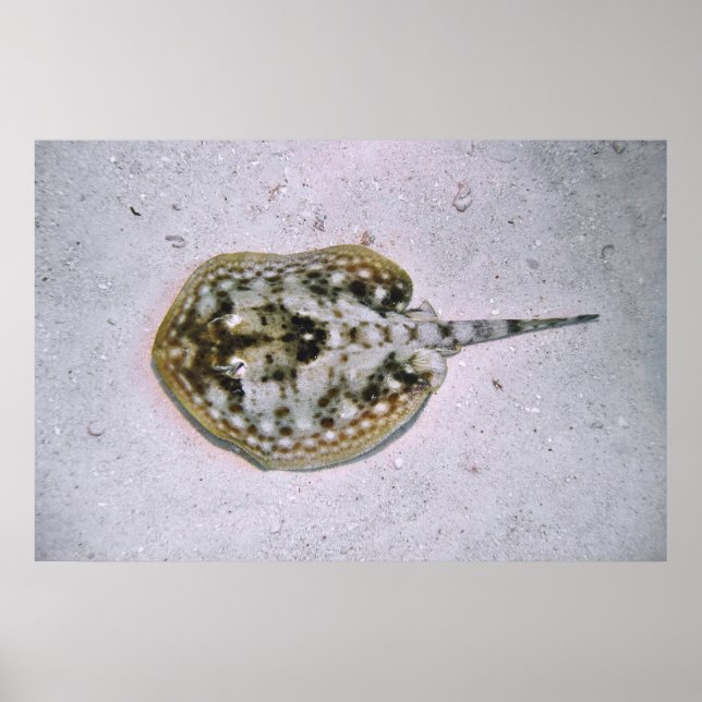 Yellow Stingray Poster (Front)