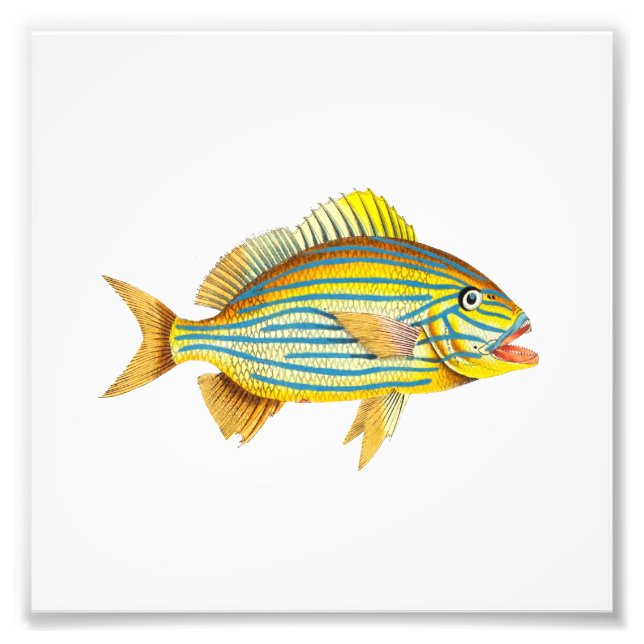 Yellow Striped Fish Beach Nautical Ocean Bathroom Photo Print (Front)