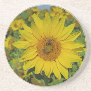 yellow sun flower summer blossom coaster