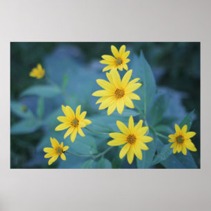 Yellow Sunchoke Flowers on Blue Background Poster