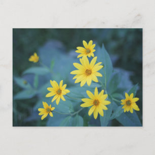 Yellow Sunchoke Flowers on Blue Background Poster Postcard