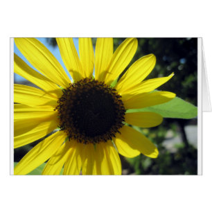 Yellow Sunflower