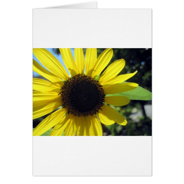 Yellow Sunflower (Front)