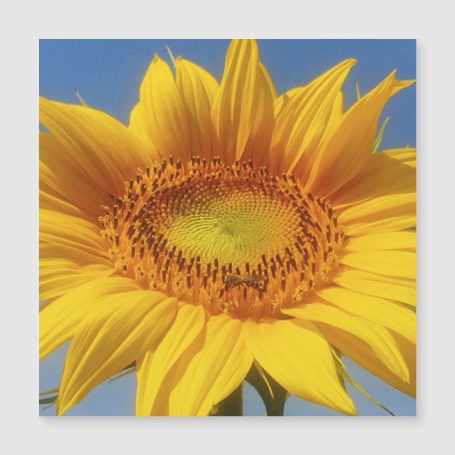 Yellow Sunflower (Front)