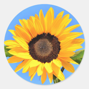 Yellow Sunflower Against Sun on Blue Sky - Summer Classic Round Sticker