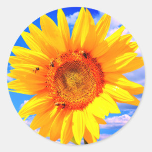 Yellow Sunflower and Bees on Blue Sky Sticker