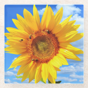 Yellow Sunflower and Bees on Blue Sky - Summer Day Glass Coaster
