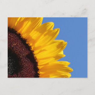 Yellow Sunflower and Blue Sky Postcard