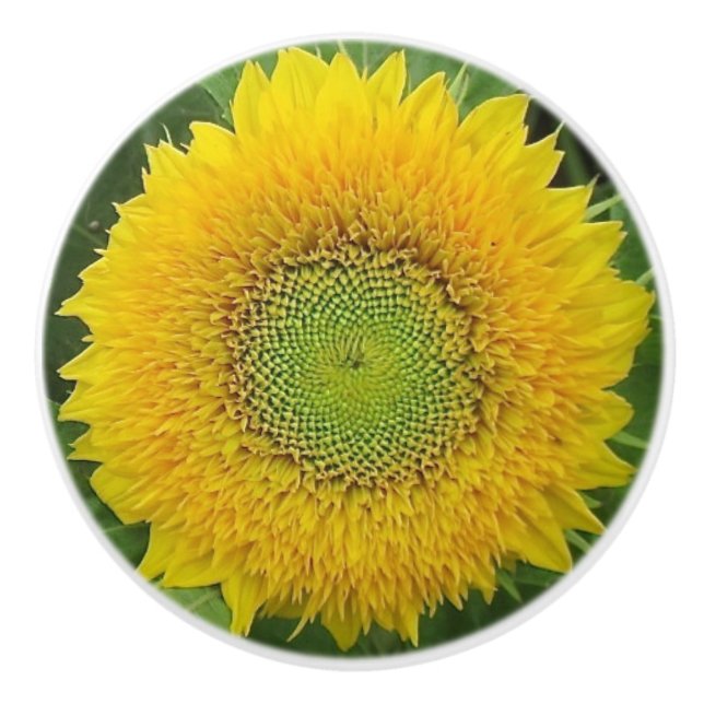 Yellow Sunflower Ceramic Knob (Front)