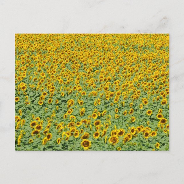 Yellow Sunflower Field Postcard (Front)