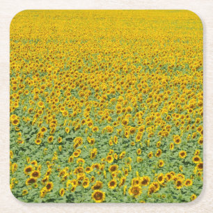 Yellow Sunflower Field Square Paper Coaster