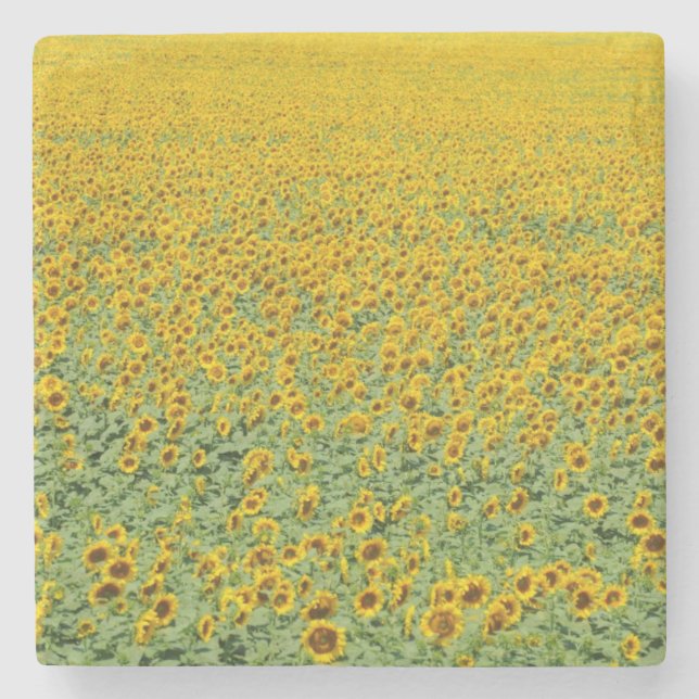 Yellow Sunflower Field Stone Coaster (Front)
