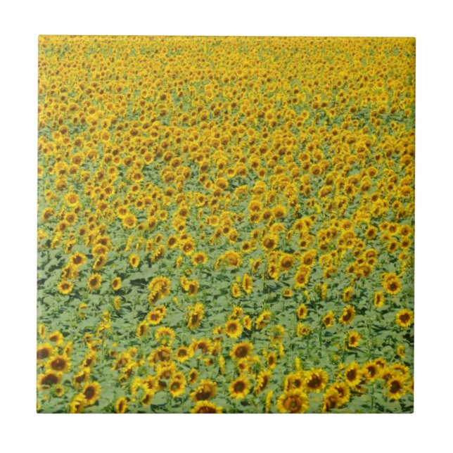 Yellow Sunflower Field Tile (Front)