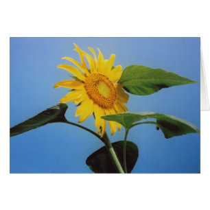 Yellow Sunflower Flowers Blue Sky Greeting Card