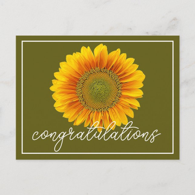 Yellow Sunflower Green Background Congratulations Postcard (Front)
