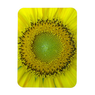 Yellow Sunflower Magnet