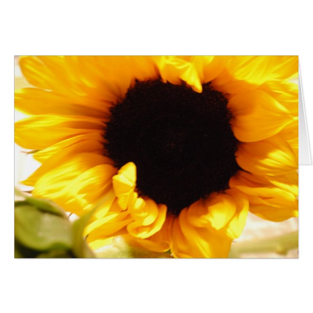Yellow Sunflower Notecard Postcard (Front Horizontal)
