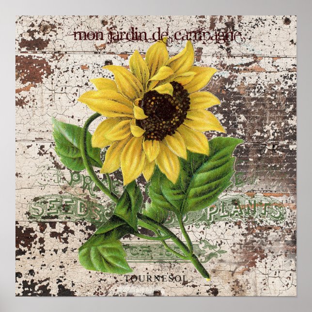 Yellow Sunflower on rustic wooden panel Poster (Front)