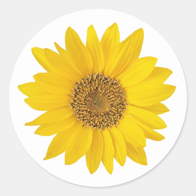 Yellow Sunflower on White Classic Round Sticker (Front)