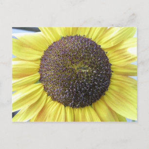 Yellow Sunflower Postcard