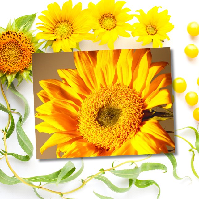 Yellow Sunflower Postcard (Creator Uploaded)