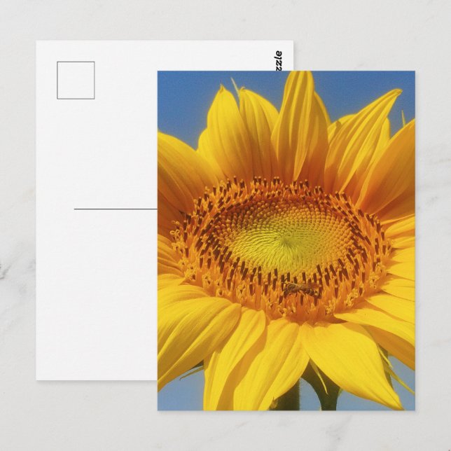 Yellow Sunflower Postcard (Front/Back)