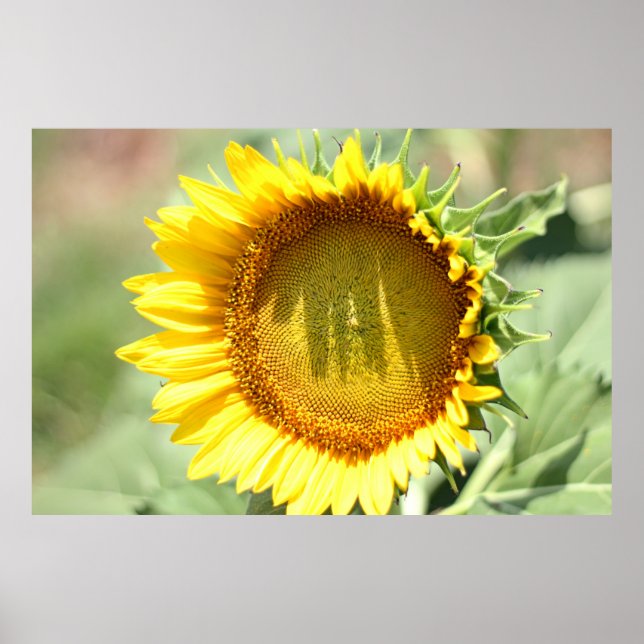 Yellow sunflower poster (Front)