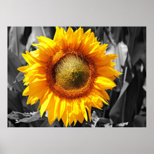 Yellow Sunflower Poster