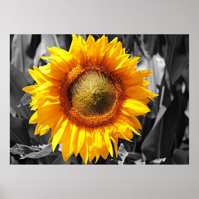 Yellow Sunflower Poster (Front)