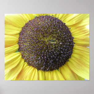 Yellow Sunflower Print