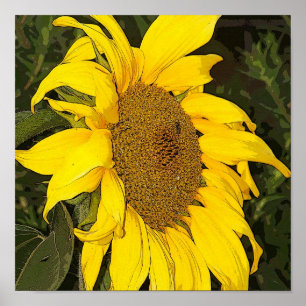 Yellow Sunflower Print