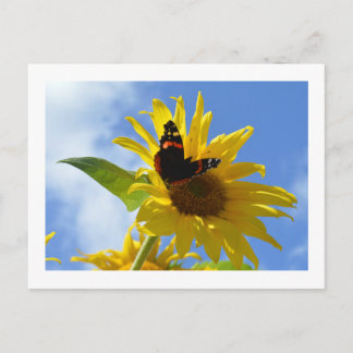 Yellow Sunflower & Red Admiral Butterfly Postcard