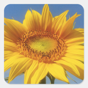 Yellow Sunflower Square Sticker