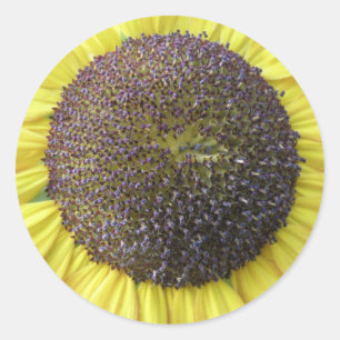 Yellow Sunflower Stickers