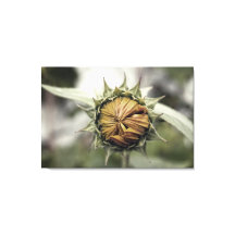Yellow sunflower with closed petals