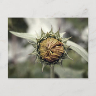 Yellow sunflower with closed petals postcard