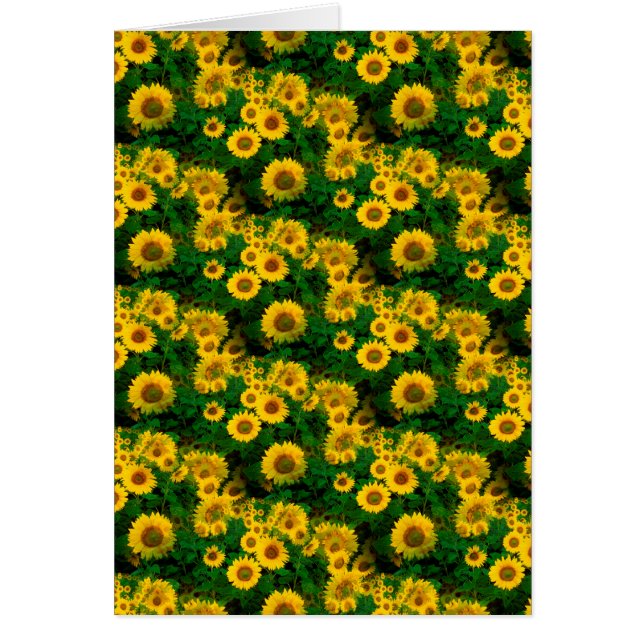 yellow sunflowers (Front)