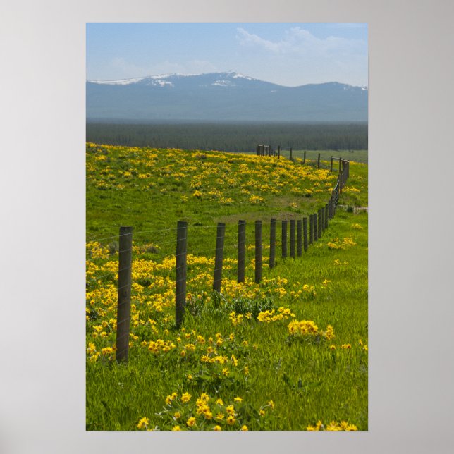 Yellow Sunflowers and Mountains Poster (Front)