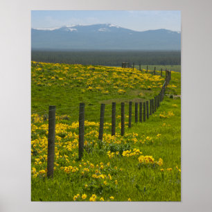 Yellow Sunflowers and Mountains Poster